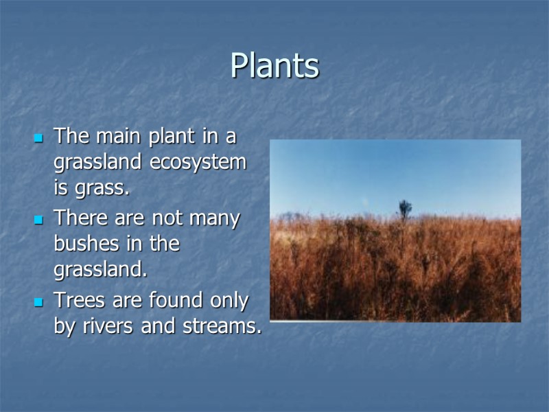 Plants  The main plant in a grassland ecosystem is grass.  There are